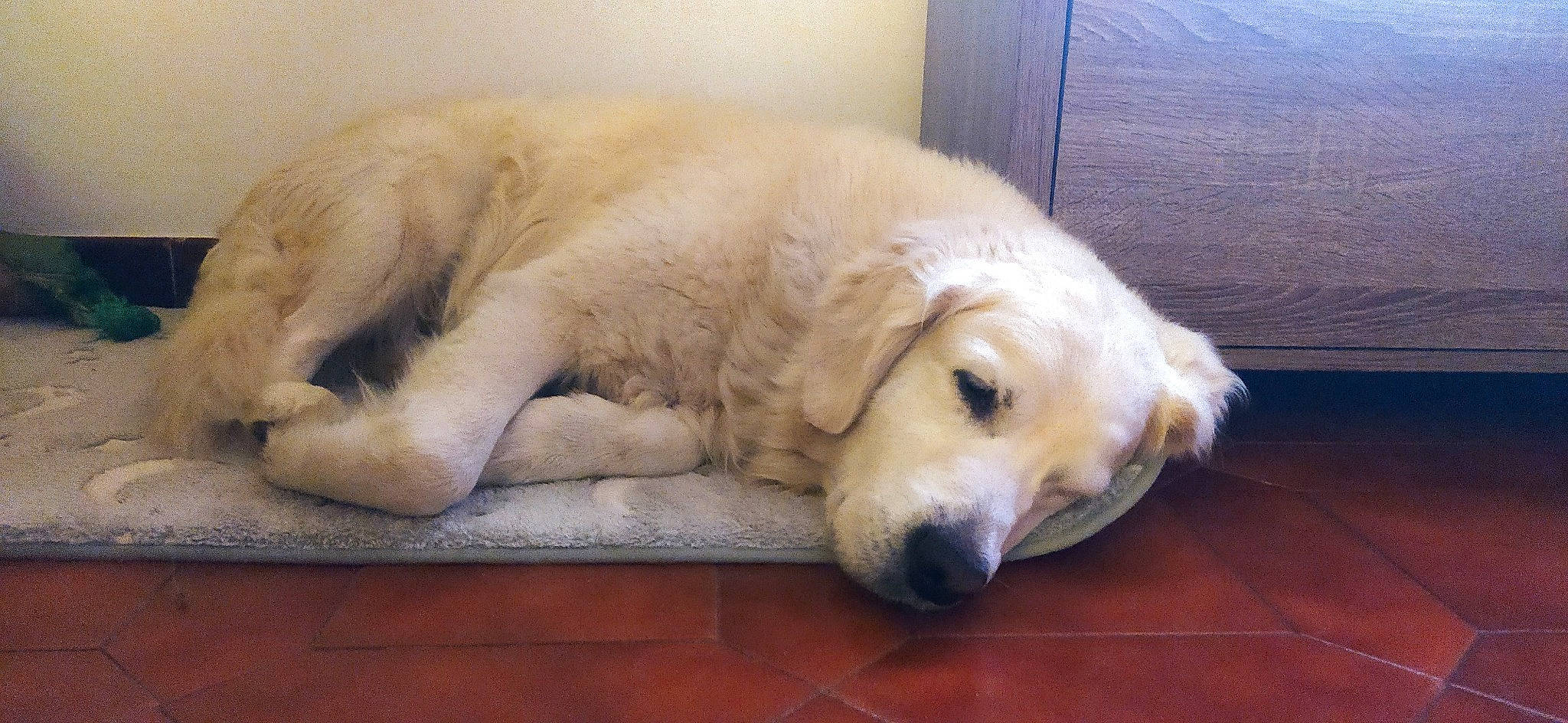 Joy a rejoint le concours — aidez-le/la à gagner de superbes lots ! bored, canidae, carnivore, comfort, companion_dog, dog, dog_breed, dog_supply, fawn, flooring, fur, hardwood, paw, pet_supply, sporting_group, terrestrial_animal, whiskers, wood, working_animal