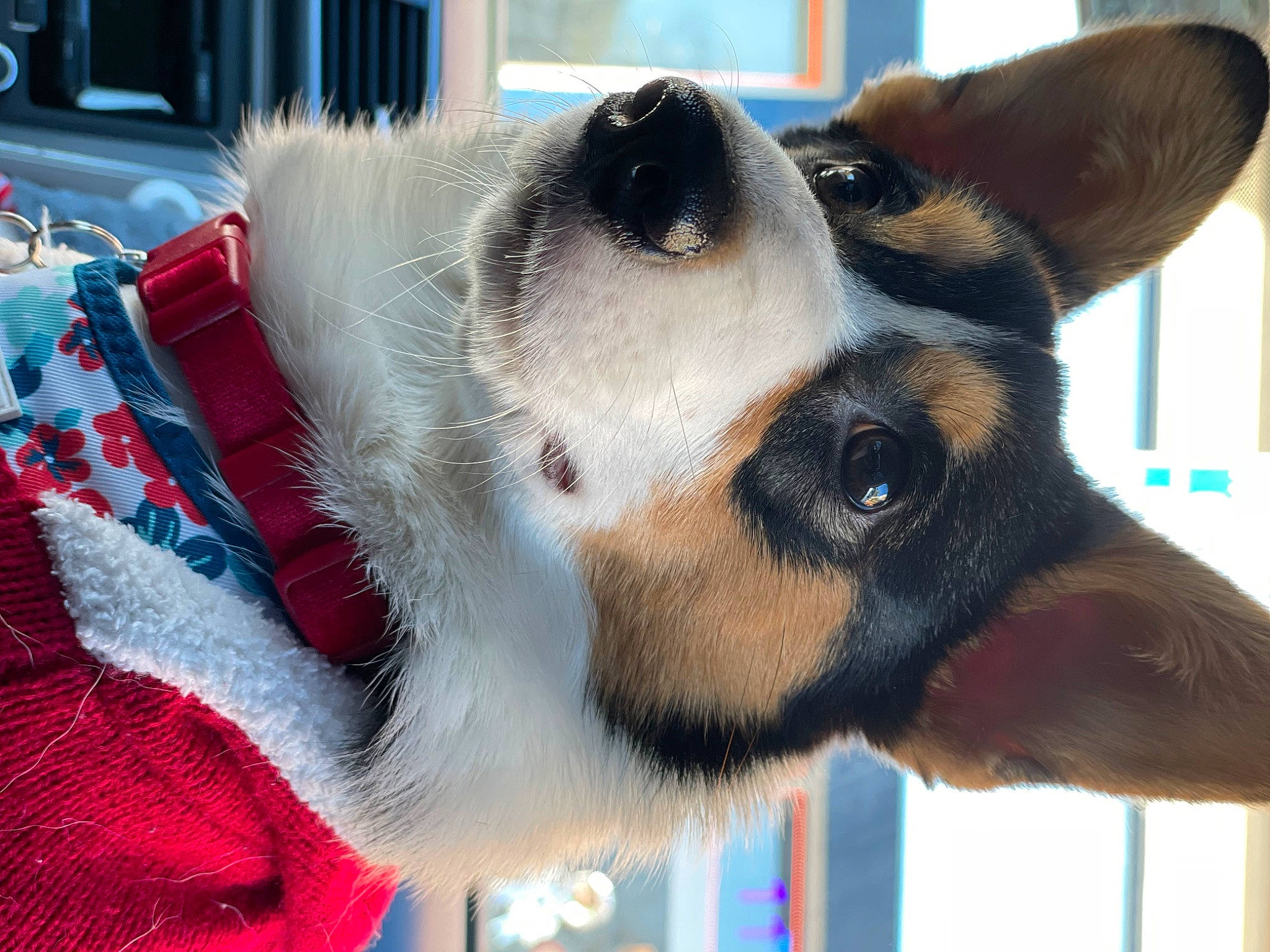 Hershey joined the competition — help win amazing prizes! canidae, carnivore, collar, companion_dog, dog, dog_breed, dog_collar, dog_supply, east_european_shepherd, fawn, fur, jaw, leash, pet_supply, snout, sporting_group, whiskers, window, working_animal, working_dog