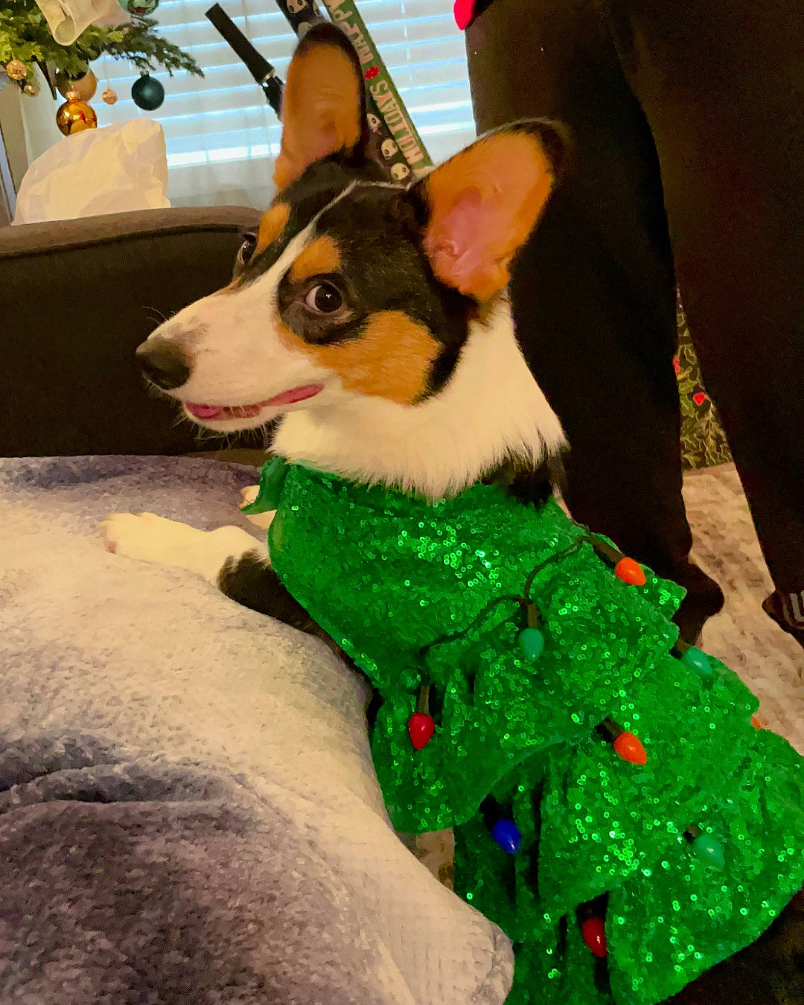 Hershey joined the competition — help win amazing prizes! canidae, carnivore, collar, companion_dog, dog, dog_breed, dog_collar, dog_supply, fawn, flowerpot, fur, grass, green, houseplant, plant, sleeve, snout, tail, whiskers, working_animal