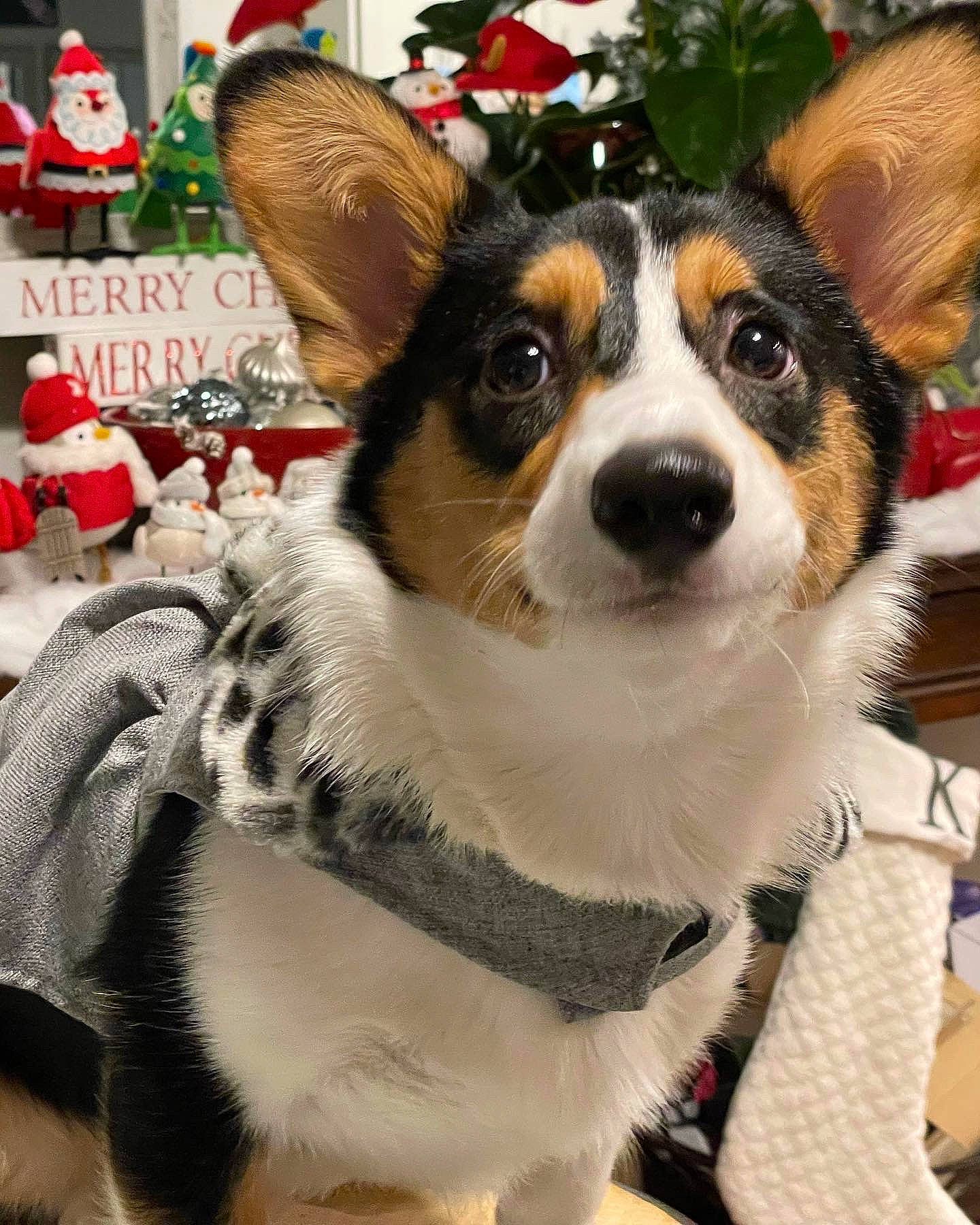 Hershey joined the competition — help win amazing prizes! canidae, carnivore, collar, companion_dog, dog, dog_breed, dog_collar, event, eyewear, fawn, fur, green, photograph, plant, snapshot, snout, sporting_group, whiskers, white, working_animal