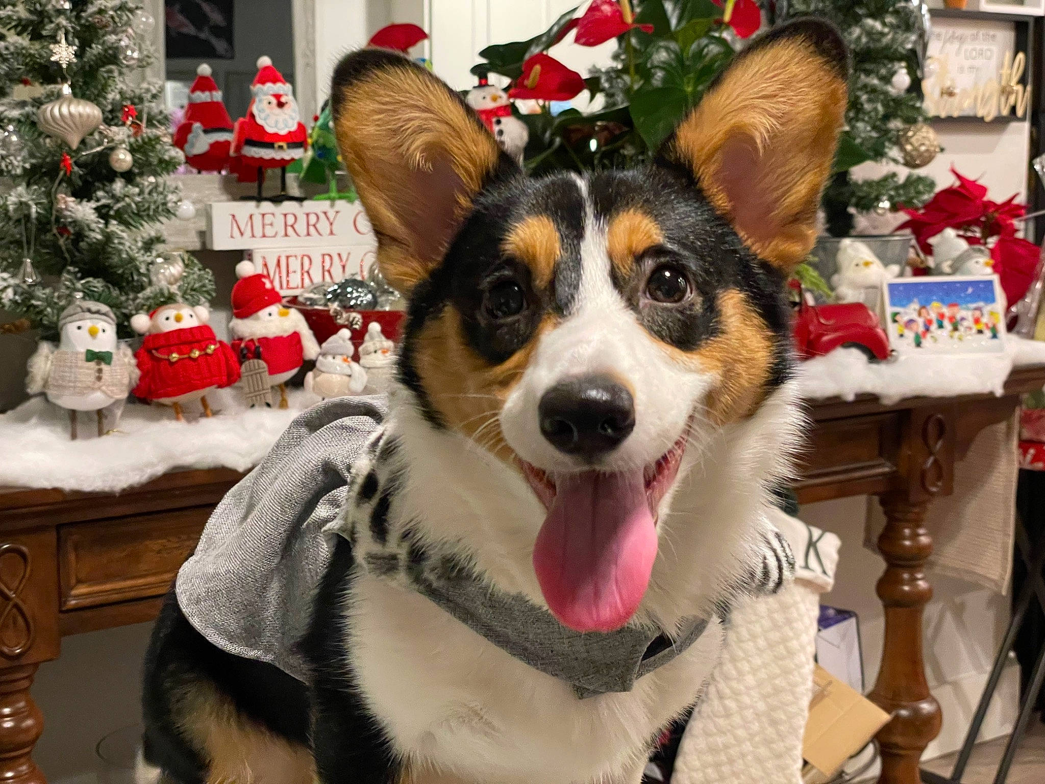 Hershey is registered to the contest to win money with this photo: carnivore, christmas, christmas_decoration, christmas_ornament, christmas_tree, collar, companion_dog, dog, dog_breed, dog_supply, event, fawn, holiday, holiday_ornament, plant, snout, tree, whiskers, white, window