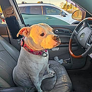 Lennox Leigh joined the competition — help win amazing prizes! accessories, alloywheel, animal, bulldog, canine, car, car_interior, carseat, carwheel, cat, dog, driving, machine, person, pet, spoke, tire, transportation, vehicle, wheel