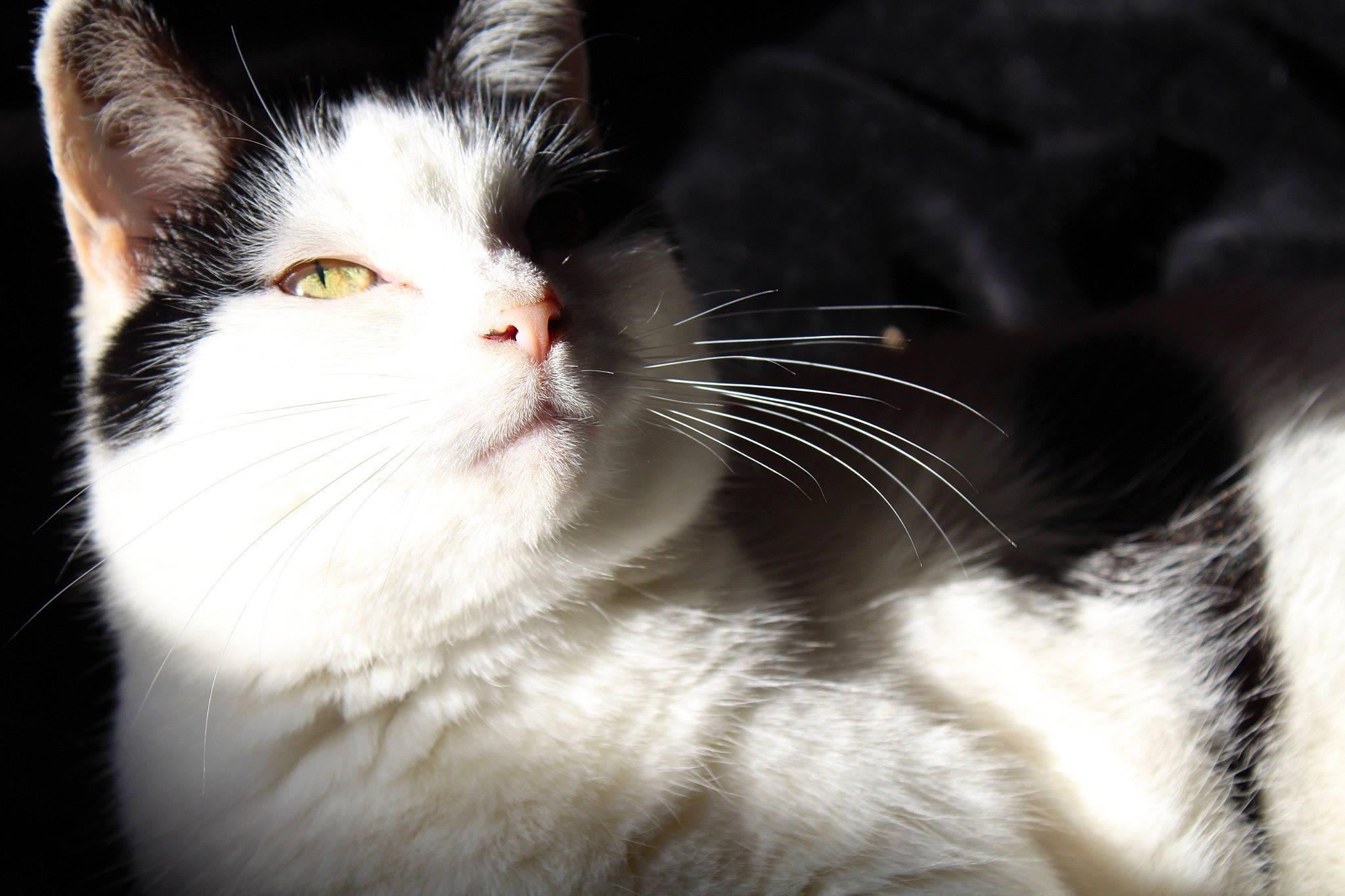 Shynna participe au concours pour gagner de l'argent avec cette photo : carnivore, cat, darkness, domestic_short_haired_cat, eye, felidae, fur, monochrome, monochrome_photography, paw, small_to_medium_sized_cats, snout, tail, whiskers, window