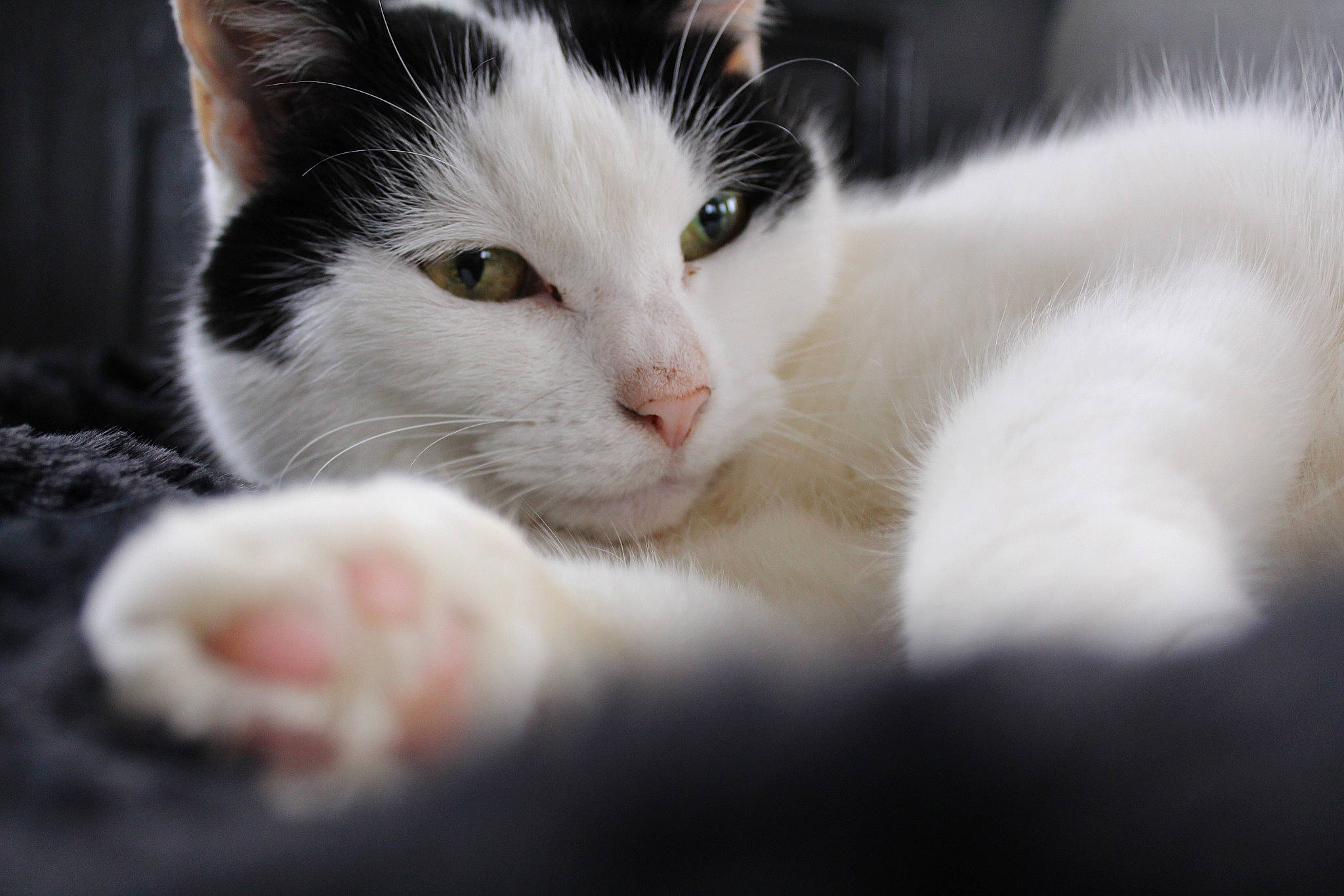 Shynna a rejoint le concours — aidez-le/la à gagner de superbes lots ! carnivore, cat, domestic_short_haired_cat, eye, felidae, fur, paw, small_to_medium_sized_cats, snout, whiskers