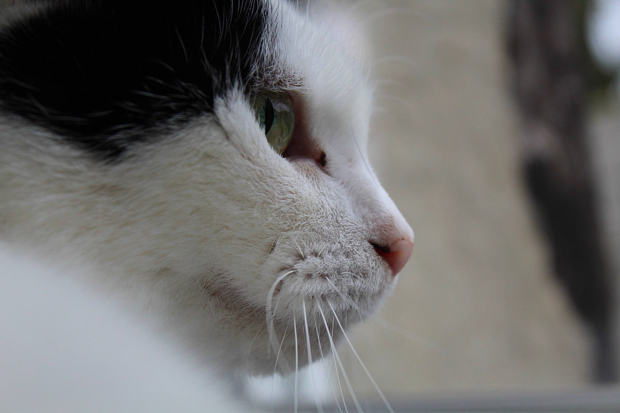 Shynna a rejoint le concours — aidez-le/la à gagner de superbes lots ! carnivore, cat, close_up, domestic_short_haired_cat, eyelash, felidae, foam, fur, head, iris, nose, small_to_medium_sized_cats, snout, whiskers