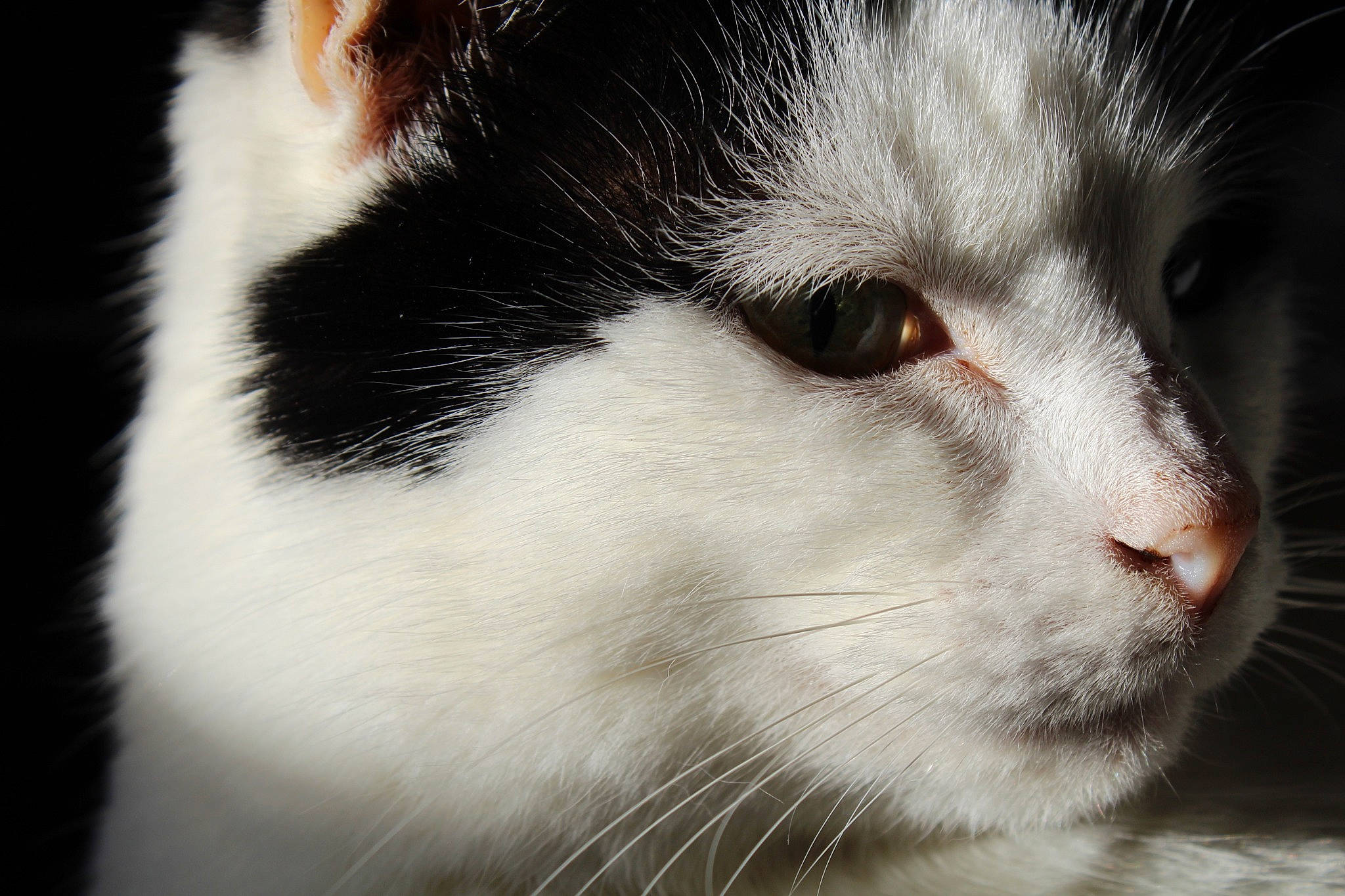 Shynna participe au concours pour gagner de l'argent avec cette photo : carnivore, cat, darkness, domestic_short_haired_cat, felidae, fur, monochrome, monochrome_photography, small_to_medium_sized_cats, snout, whiskers