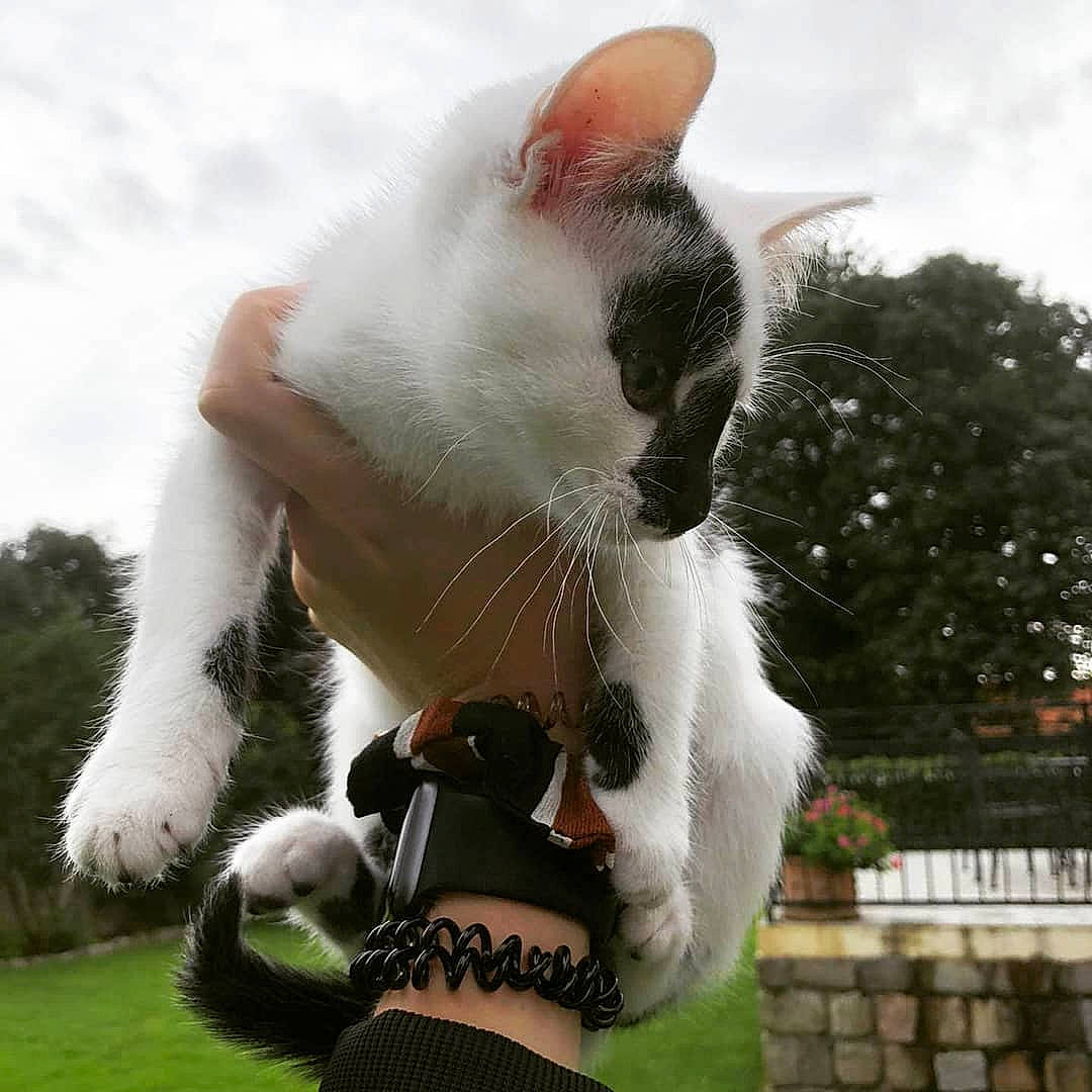 Killy participe au concours pour gagner de l'argent avec cette photo : carnivore, cat, collar, companion_dog, dog_breed, domestic_short_haired_cat, fawn, felidae, fur, gesture, grass, happy, paw, plant, sky, small_to_medium_sized_cats, snout, tail, tree, whiskers