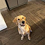 dog, golden_retriever, puppy, pet, indoor, kitchen, floor, wooden_floor, smiling, happy, cute, animal, canine, domestic_animal, young_dog, looking_up, ears, fur, sitting, companion