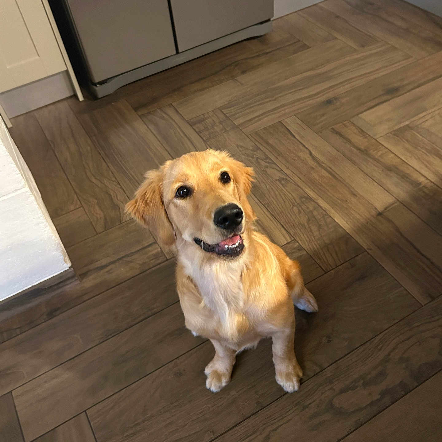 Arya a rejoint le concours — aidez-le/la à gagner de superbes lots ! animal, canine, companion, cute, dog, domestic_animal, ears, floor, fur, golden_retriever, happy, indoor, kitchen, looking_up, pet, puppy, sitting, smiling, wooden_floor, young_dog