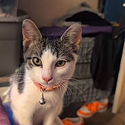 Skylar is registered to the contest to win money with this photo: bell, cat, closeup, collar, curious, ears, feline, floor, furniture, gray, home, indoor, kitten, laundry_basket, paws, pet, sneakers, whiskers, white, young
