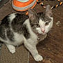 Skylar is registered to the contest to win money with this photo: animal, bell, cat, closeup, collar, curious, domestic_cat, floor, fur, indoor, kitten, looking_up, orange_sneaker, paw, pet, rope_toy, shoe, toy, white_and_gray, wooden_floor