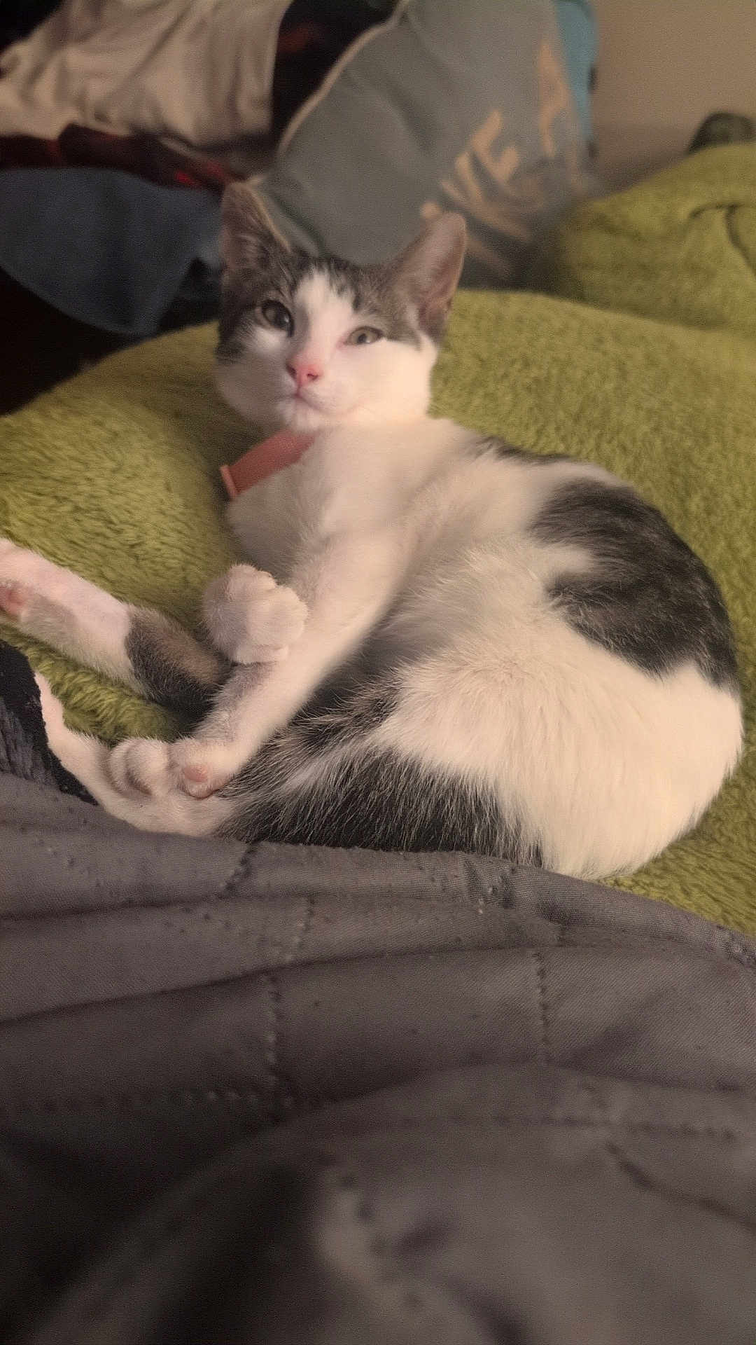 Skylar is registered to the contest to win money with this photo: cat, pet, feline, white_fur, gray_fur, collar, blanket, quilt, indoor, relaxed, lying_down, cute, animal, fur, paw, resting, cozy, soft_texture, sleepy, domestic