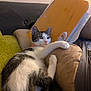 Skylar is registered to the contest to win money with this photo: cat, kitten, pet, feline, indoor, couch, pillow, blanket, notebook, scribbles, relaxed, curious, white_and_gray, paw, ears, fur, eyes, nose, resting, home
