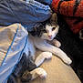 Skylar joined the competition — help win amazing prizes! animal, blanket, cat, comfort, cozy, cushion, cute, fur, home, indoor, kitten, paws, pet, relaxed, resting, sleepy, soft, tabby, whiskers, white