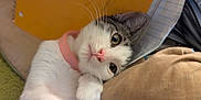 Skylar is registered to the contest to win money with this photo: cat, pink_collar, white_fur, gray_fur, notebook, cushion, indoor, pet, whiskers, closeup, relaxed, curious, feline, soft_fur, bedroom, comfort, resting, animal, portrait, cute