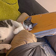 Skylar joined the competition — help win amazing prizes! cat, white_and_grey_cat, notebook, pillow, couch, indoor, relaxed, fur, pet, domestic_animal, cozy, resting, feline, soft_texture, home, sleepy, curious, closeup, comfort, laying_down