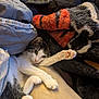 animal, blanket, cat, comfort, cozy, cute, feline, fur, gray, indoor, paw, pet, pillow, relaxed, resting, sleepy, soft, stretching, tabby, white