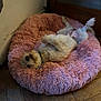 bed, collar, corner, cozy, cute, dog, domestic_animal, floor, fluffy, fur, indoor, lying_down, pet, pink_bed, relaxed, resting, sleeping_position, small_dog, wall, wooden_floor