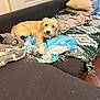Paillette a rejoint le concours — aidez-le/la à gagner de superbes lots ! blanket, chewed_paper, couch, cozy, curious, dog, fabric, fur, home, indoor, light_brown, living_room, looking_at_camera, mess, pet, pillow, playful, shredded_paper, soft_toys, wooden_floor