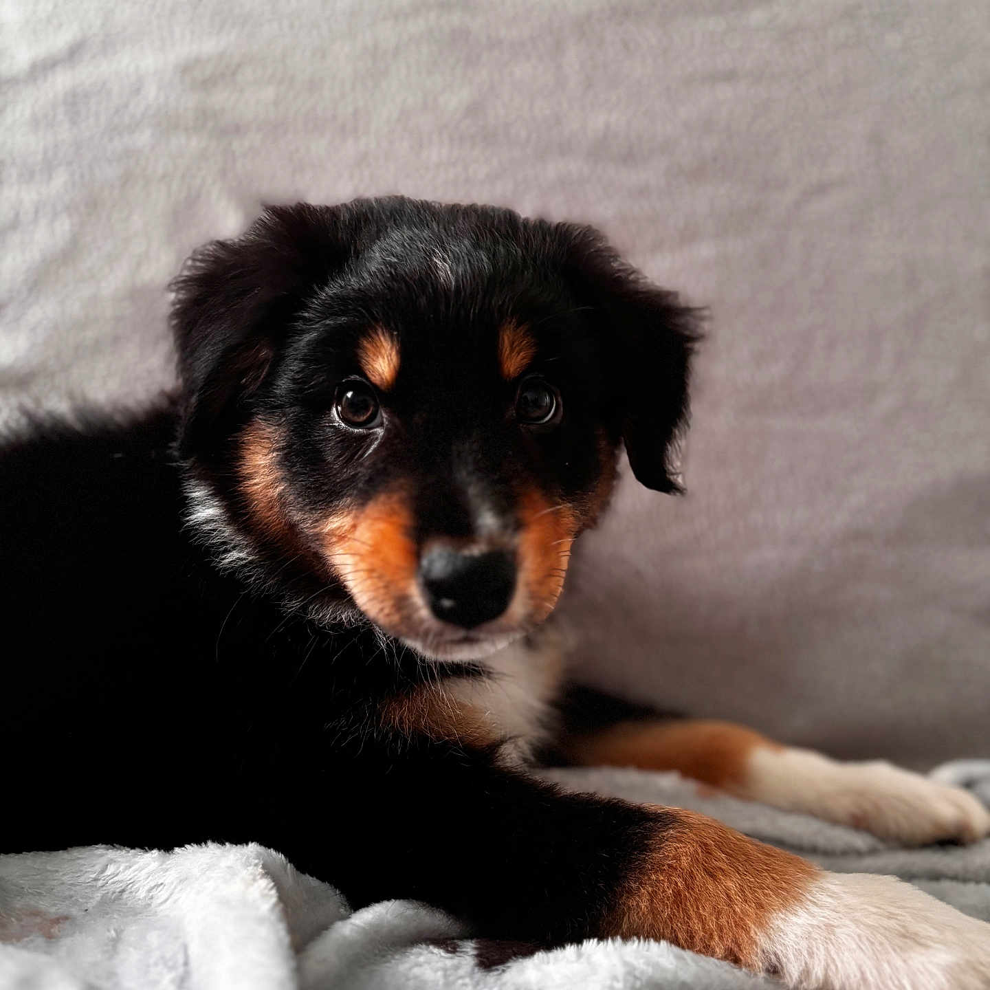 Aïko a rejoint le concours — aidez-le/la à gagner de superbes lots ! animal, black_fur, blanket, brown_fur, canine, close_up, cozy, cute, dog, eyes, fur, indoors, lying_down, pet, portrait, puppy, resting, soft_texture, white_fur, young_dog