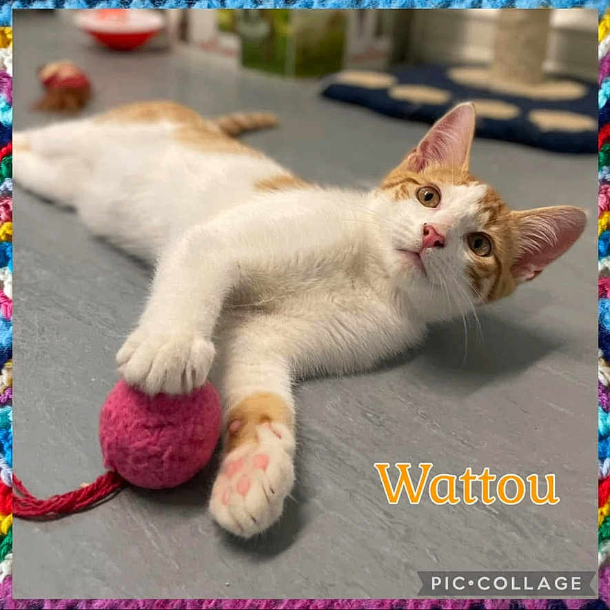 Watou participe au concours pour gagner de l'argent avec cette photo : abyssinian, accessories, animal, cat, cream, dessert, envelope, food, greetingcard, homedecor, icing, indoors, interiordesign, kitten, mail, manx, pet, siamese, strap, toy