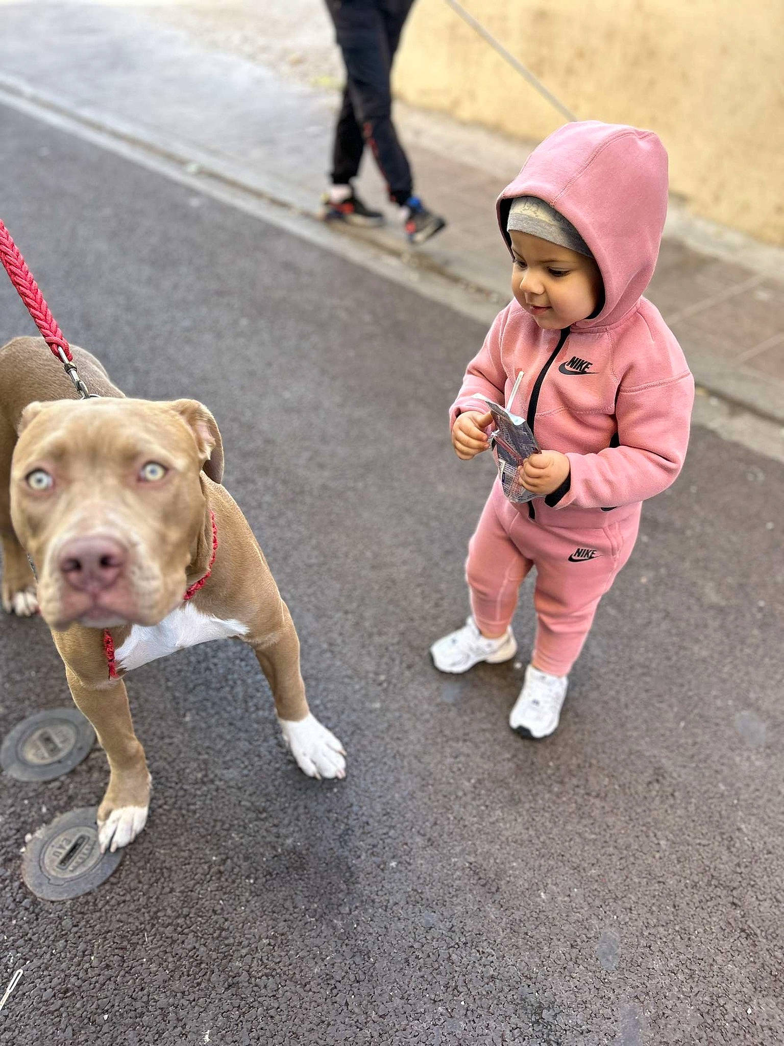 Lilya a rejoint le concours — aidez-le/la à gagner de superbes lots ! asphalt, carnivore, collar, companion_dog, dog, dog_breed, dog_collar, hat, headwear, human_leg, leash, leg, person, road, road_surface, sidewalk, sneakers, sporting_group, street, toddler