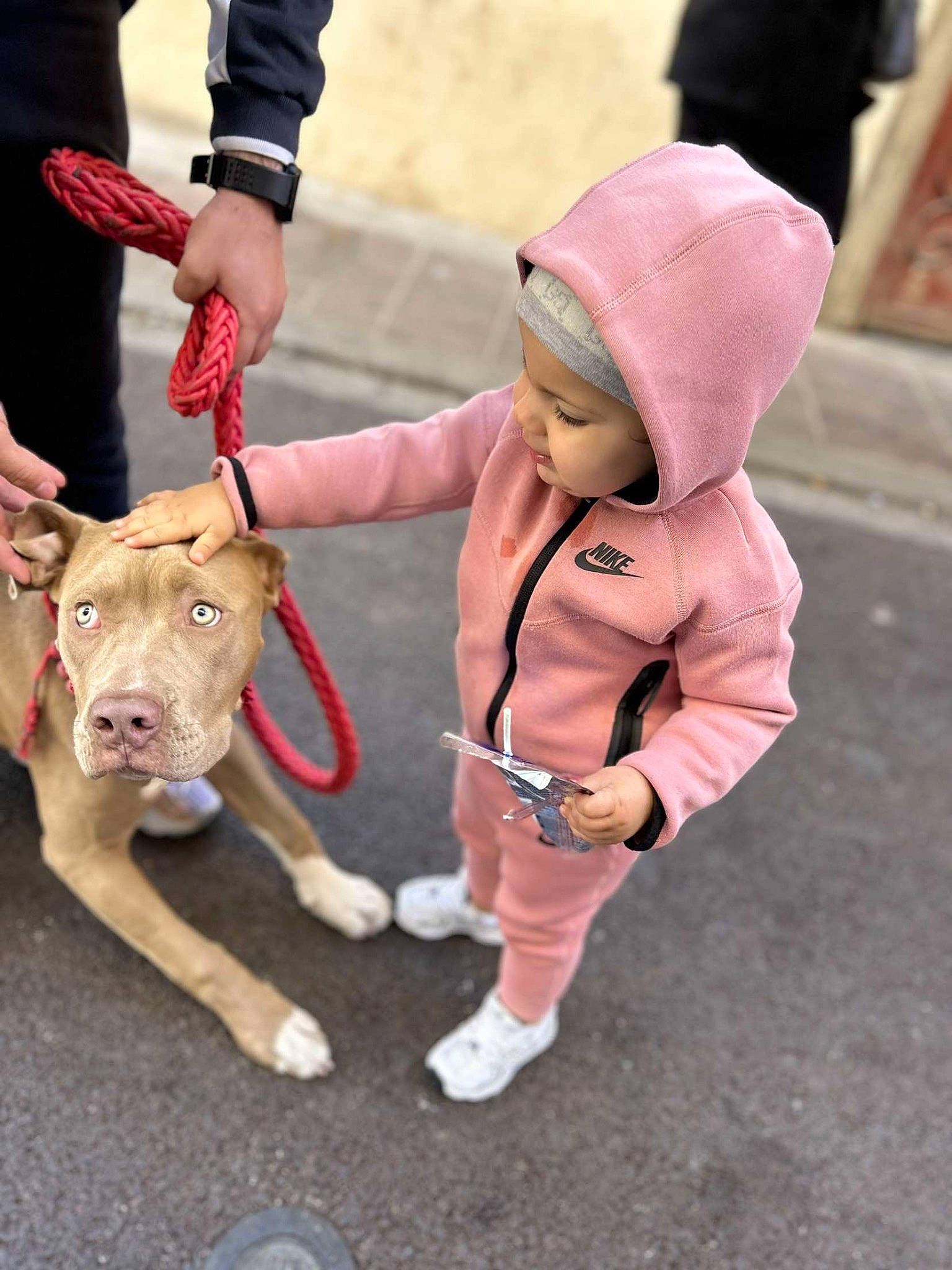 Lilya participe au concours pour gagner de l'argent avec cette photo : canidae, carnivore, collar, companion_dog, dog, dog_breed, dog_collar, fashion_accessory, fawn, fun, fur, gesture, hat, human_leg, leash, person, pink, snout, sporting_group, toddler