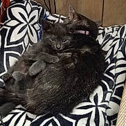 Charcoal is registered to the contest to win money with this photo: cat, kitten, black_cat, cuddling, blanket, patterned_blanket, cozy, furry, pets, indoor, wood_paneling, floor, carpet, sleeping, resting, animal, cute, companion, domestic_cat, relaxing