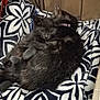 cat, kitten, black_cat, cuddling, blanket, patterned_blanket, cozy, furry, pets, indoor, wood_paneling, floor, carpet, sleeping, resting, animal, cute, companion, domestic_cat, relaxing