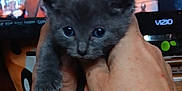Charcoal is registered to the contest to win money with this photo: kitten, gray_cat, hands, indoor, pet, animal, cute, domestic_cat, feline, young, small, fur, eyes, holding, person, living_room, television, close_up, portrait, mammal