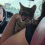 Buffy joined the competition — help win amazing prizes! animal, arm, car, cat, closeup, comfort, daylight, expression, fur, hair, holding, human, interior, open_mouth, person, pet, seat, tabby_cat, whiskers, window