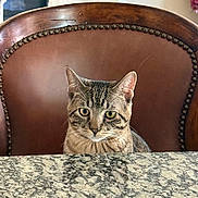 Buffy joined the competition — help win amazing prizes! animal, brown, cat, chair, curious, decor, ears, eyes, face, furniture, granite_table, home, indoor, looking, pet, quiet, seated, striped, tabby_cat, whiskers