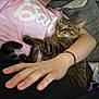 Buffy is registered to the contest to win money with this photo: arm, casual, cat, closeup, comfort, couch, cozy, domestic_animal, feline, fur, gray_cushion, hand, indoor, person, pet, pink_shirt, relaxation, resting, sleeping, tabby_cat