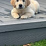 puppy, golden_retriever, dog, outdoor, deck, wood, grass, pet, animal, cute, young, fur, ears, snout, laying_down, front_paws, backyard, brick_wall, window, calm