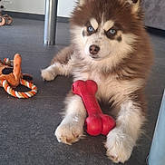 Adagio a rejoint le concours — aidez-le/la à gagner de superbes lots ! animal, blue_eyes, bone_toy, companionship, curious, cute, dog, domestic, floor, fluffy, fur, indoor, pet, playful, puppy, resting, rope_toy, table_leg, toy, young_dog