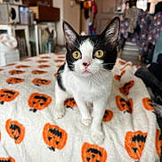 Oreo joined the competition — help win amazing prizes! cat, kitten, black_and_white, orange, blanket, jack_o_lantern, indoor, curious, pet, feline, young, close_up, cozy, home, eyes, whiskers, fur, table, decor, soft