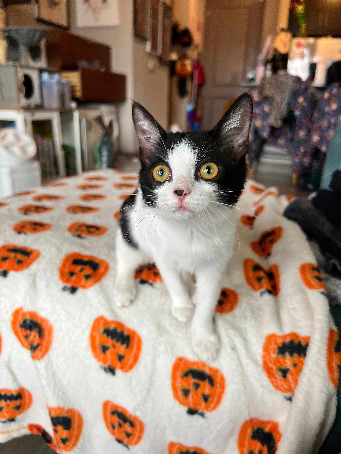 Oreo