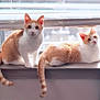 cat, orange_and_white, window, windowsill, sunlight, pet, animal, feline, indoor, resting, sitting, lying_down, curious, relaxed, domestic_cat, tail, ears, whiskers, daylight, home