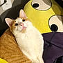 cat, orange_cat, white_cat, pet, indoor, cushion, yellow_pillow, cartoon_eyes, relaxed, feline, fur, whiskers, closeup, cute, domestic_animal, resting, cozy, soft_lighting, background, household