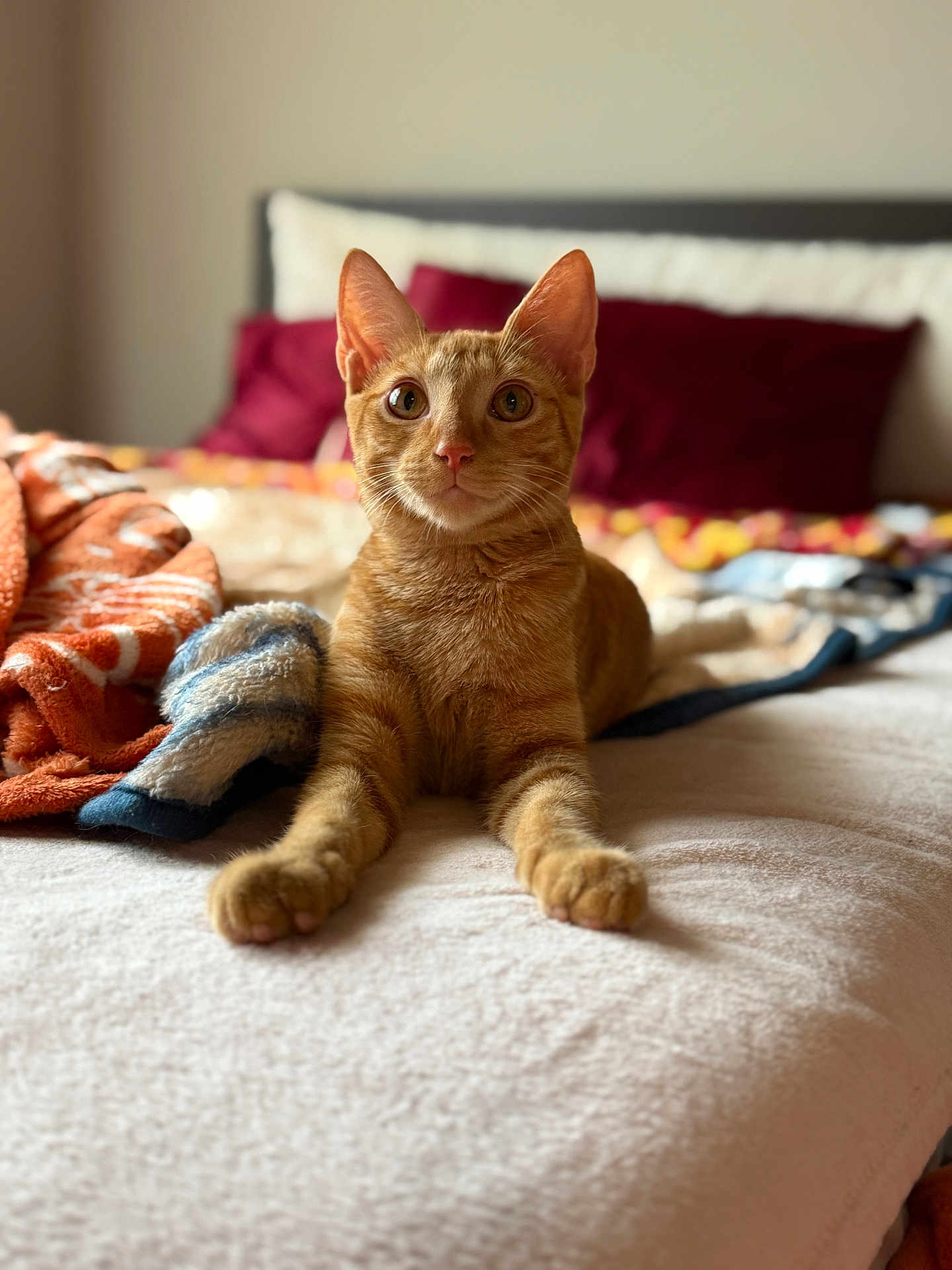 Biscuit