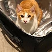 Holmes is registered to the contest to win money with this photo: cat, orange_cat, white_cat, pet, animal, indoor, suitcase, luggage, curious, feline, looking_at_camera, fur, ears, whiskers, domestic_cat, resting, box, closeup, floor, soft_lighting