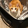 cat, orange_cat, white_cat, pet, animal, indoor, suitcase, luggage, curious, feline, looking_at_camera, fur, ears, whiskers, domestic_cat, resting, box, closeup, floor, soft_lighting