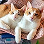 Holmes joined the competition — help win amazing prizes! cat, cats, orange_and_white, feline, pets, animal, cozy, blanket, soft, relaxed, lounging, indoor, cute, sleepy, fur, whiskers, paws, closeup, companions, resting