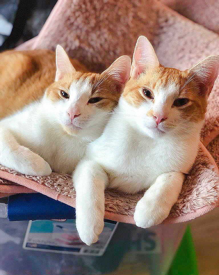 Holmes joined the competition — help win amazing prizes! cat, cats, orange_and_white, feline, pets, animal, cozy, blanket, soft, relaxed, lounging, indoor, cute, sleepy, fur, whiskers, paws, closeup, companions, resting
