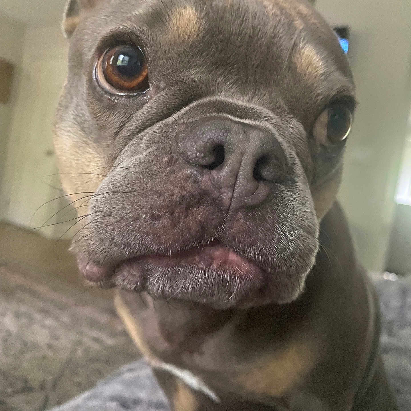 Cali joined the competition — help win amazing prizes! animal, boxer, bulldog, canine, dog, frenchbulldog, pet, pitbull, puppy, snout