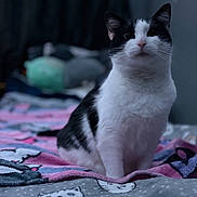 Beans is registered to the contest to win money with this photo: cat, black_and_white, pet, animal, indoor, bed, blanket, cartoon_pattern, feline, fur, cute, domestic_animal, sitting, portrait, whiskers, ears, face, calm, soft_light, blurred_background