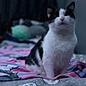 cat, black_and_white, pet, animal, indoor, bed, blanket, cartoon_pattern, feline, fur, cute, domestic_animal, sitting, portrait, whiskers, ears, face, calm, soft_light, blurred_background