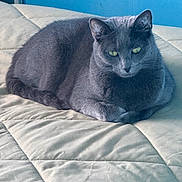 Smoky is registered to the contest to win money with this photo: animal, bedspread, blue_wall, calm, cat, cozy, domestic_animal, ears, feline, fur, gray_cat, green_eyes, indoor, pet, quiet, quilted_bedspread, resting, sleeping_area, tail, whiskers