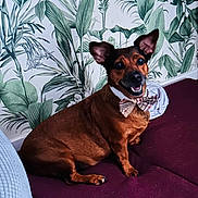 Nyna a rejoint le concours — aidez-le/la à gagner de superbes lots ! animal, bow_tie, brown_dog, companion, couch, cute, dog, domestic_animal, ears_up, fur, happy_dog, household, indoor, leaf_wallpaper, pet, portrait, purple_couch, sitting, smiling, tropical_wallpaper