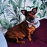 animal, bow_tie, brown_dog, companion, couch, cute, dog, domestic_animal, ears_up, fur, happy_dog, household, indoor, leaf_wallpaper, pet, portrait, purple_couch, sitting, smiling, tropical_wallpaper